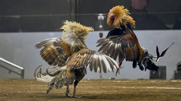 Sabong Express NICE88: Online Cockfighting Betting Screenshot & Overview